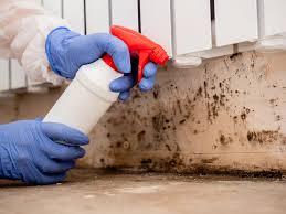 Trusted Horn Lake, MS Mold Removal Experts